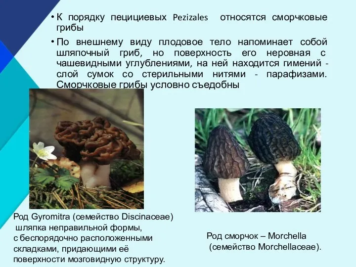 К порядку пецициевых Pezizales относятся сморчковые грибы По внешнему виду