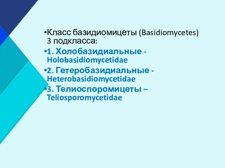 Класс базидиомицеты (Basidiomycetes) 3 подкласса: 1. Холобазидиальные - Holobasidiomycetidae 2.