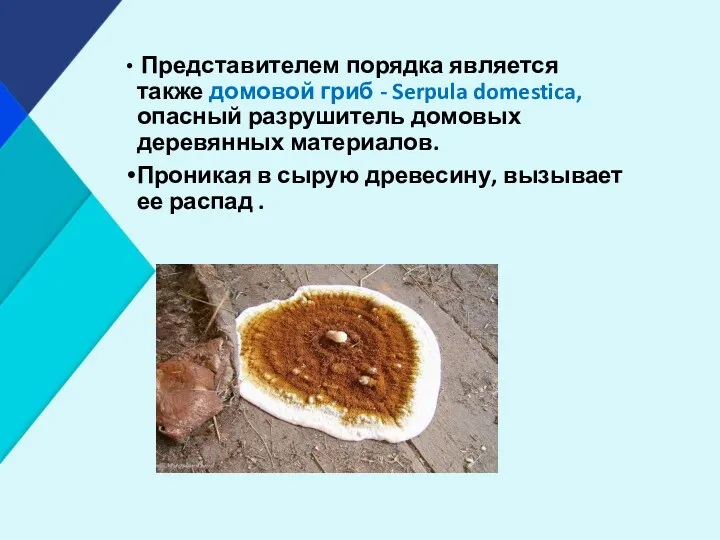 Представителем порядка является также домовой гриб - Serpula domestica, опасный