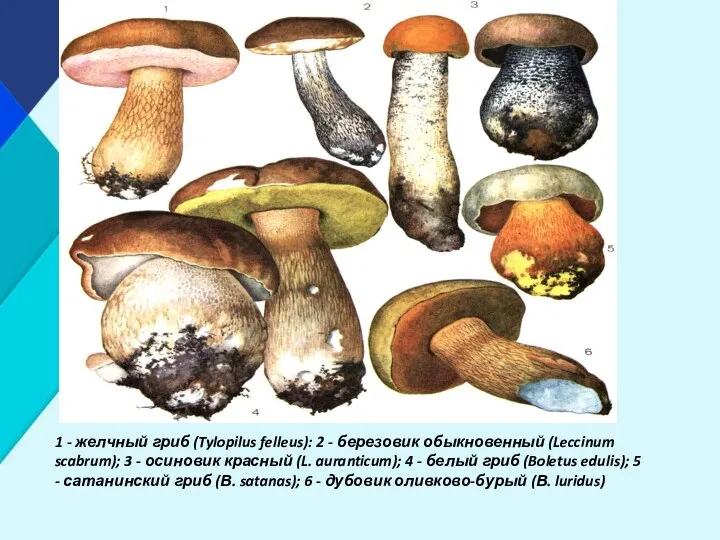 1 - желчный гриб (Tylopilus felleus): 2 - березовик обыкновенный