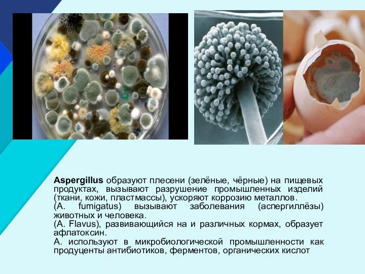 Aspergillus образуют плесени (зелёные, чёрные) на пищевых продуктах, вызывают разрушение