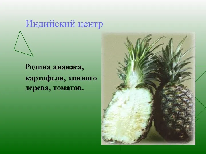 Индийский центр Родина ананаса, картофеля, хинного дерева, томатов.