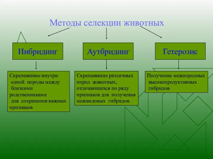 Методы селекции животных Инбридинг Аутбридинг Гетерозис Скрещивание внутри одной породы