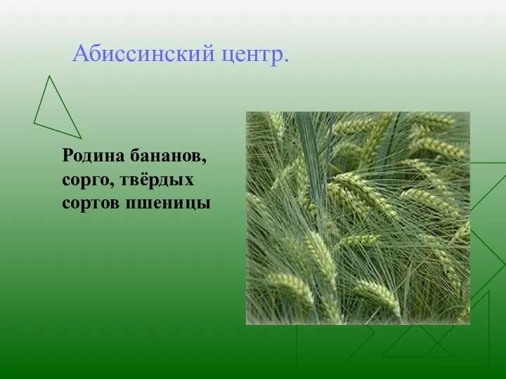 Абиссинский центр. Родина бананов, сорго, твёрдых сортов пшеницы