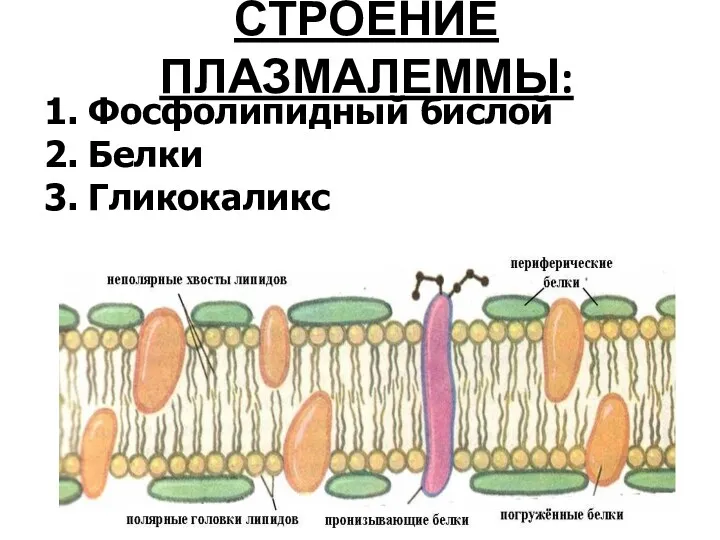 СТРОЕНИЕ ПЛАЗМАЛЕММЫ: 1. Фосфолипидный бислой 2. Белки 3. Гликокаликс