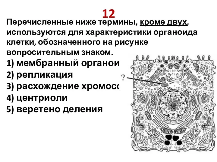 12 Перечисленные ниже термины, кроме двух, используются для характеристики органоида