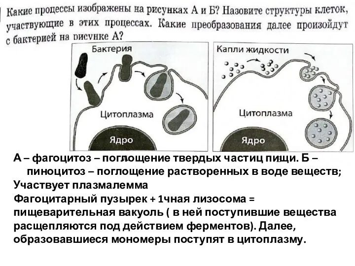 А – фагоцитоз – поглощение твердых частиц пищи. Б –