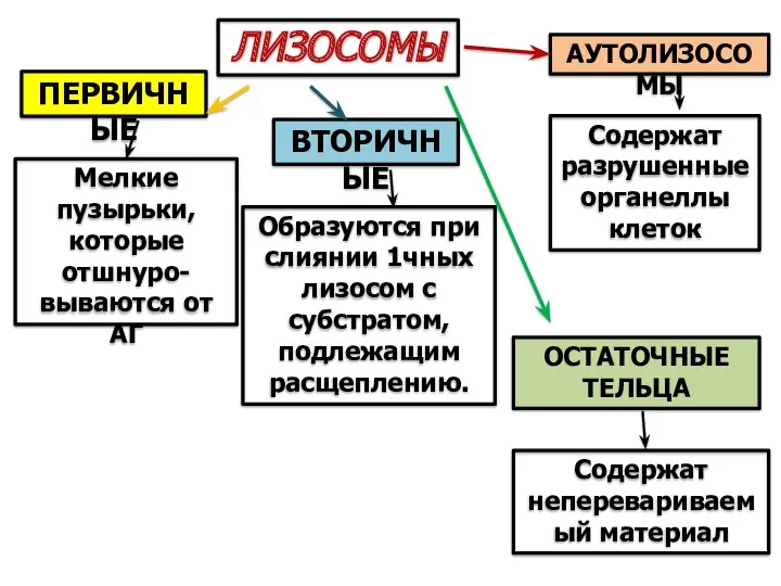 АУТОЛИЗОСОМЫ Содержат разрушенные органеллы клеток