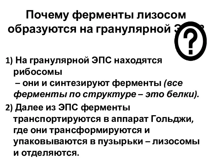 Почему ферменты лизосом образуются на гранулярной ЭПС? 1) На гранулярной