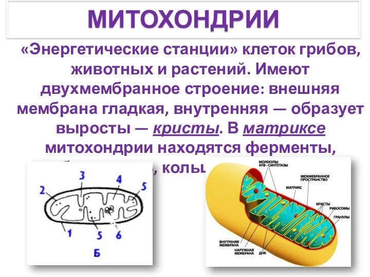 «Энергетические станции» клеток грибов, животных и растений. Имеют двухмембранное строение: