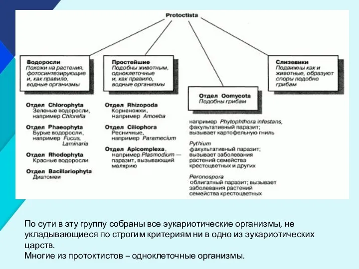 По сути в эту группу собраны все эукариотические организмы, не