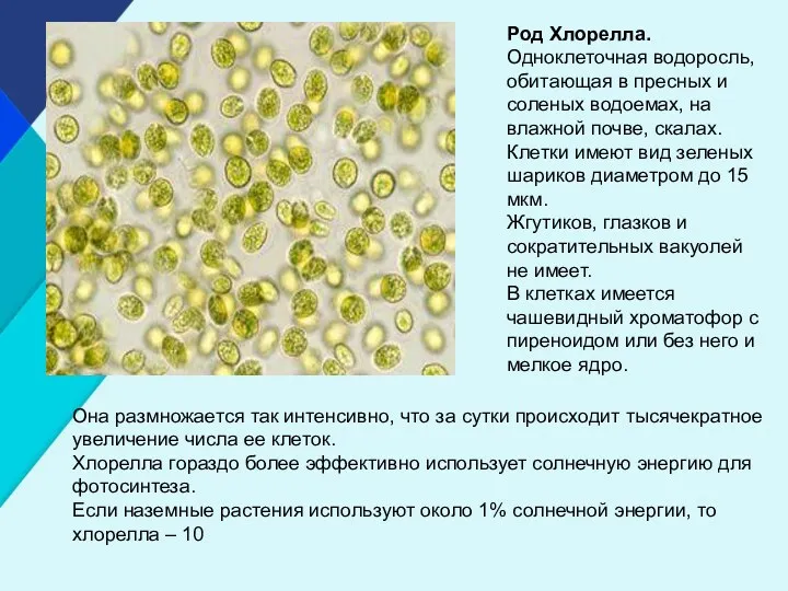 Род Хлорелла. Одноклеточная водоросль, обитающая в пресных и соленых водоемах,