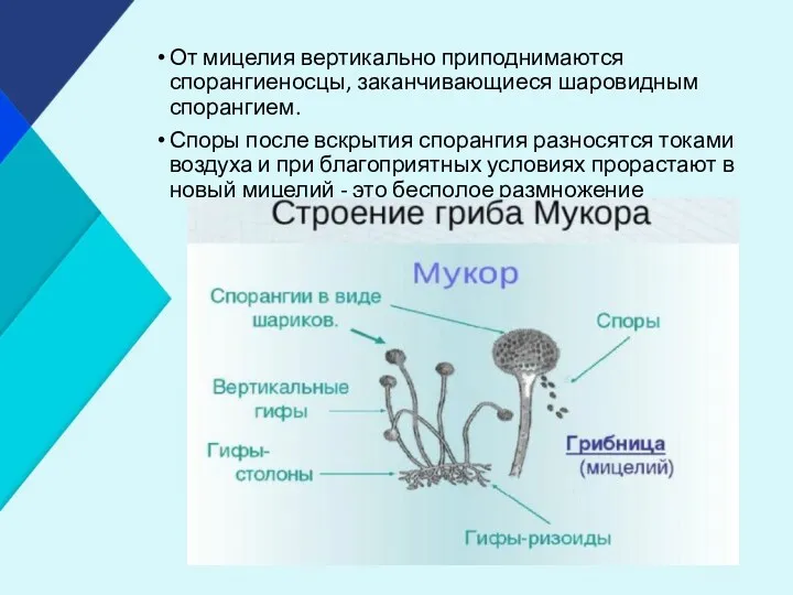 От мицелия вертикально приподнимаются спорангиеносцы, заканчивающиеся шаровидным спорангием. Споры после