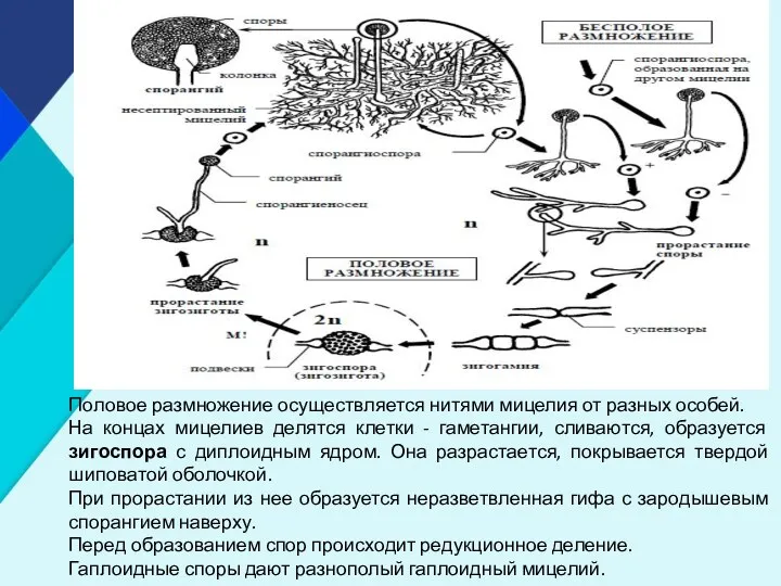 Половое размножение осуществляется нитями мицелия от разных особей. На концах