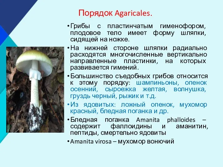 Порядок Agaricales. Грибы с пластинчатым гименофором, плодовое тело имеет форму