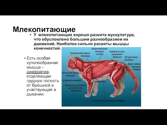 Млекопитающие Есть особая куполообразная мышца – диафрагма, отделяющая грудную полость