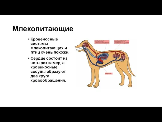 Млекопитающие Кровеносные системы млекопитающих и птиц очень похожи. Сердце состоит