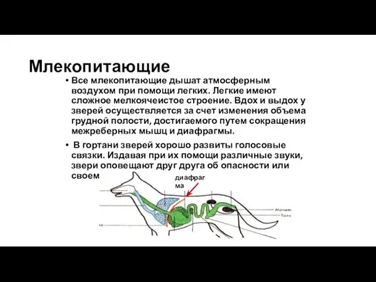 Млекопитающие Все млекопитающие дышат атмосферным воздухом при помощи легких. Легкие