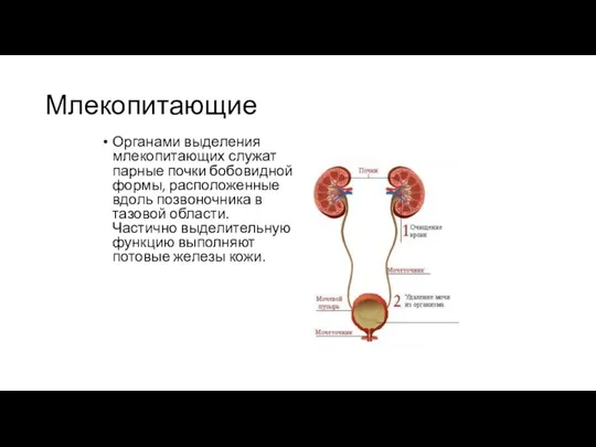 Млекопитающие Органами выделения млекопитающих служат парные почки бобовидной формы, расположенные