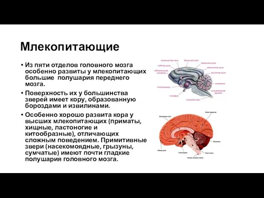 Млекопитающие Из пяти отделов головного мозга особенно развиты у млекопитающих