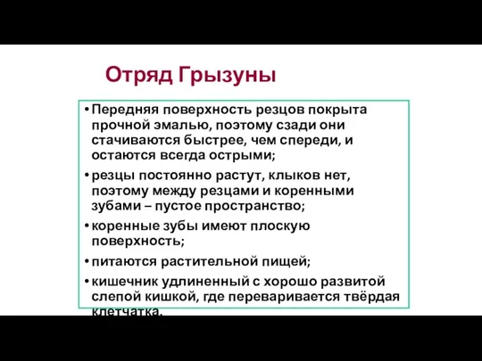 Отряд Грызуны Передняя поверхность резцов покрыта прочной эмалью, поэтому сзади