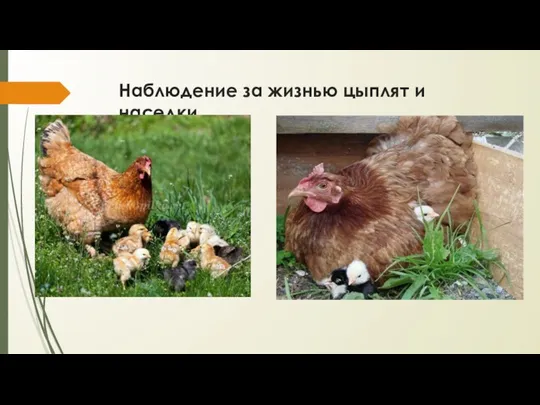 Наблюдение за жизнью цыплят и наседки