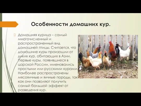 Особенности домашних кур. Домашняя курица – самый многочисленный и распространенный