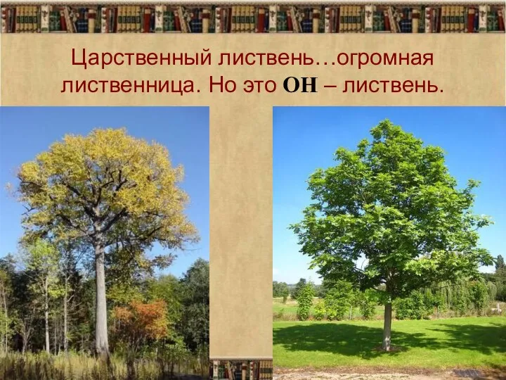 Царственный листвень…огромная лиственница. Но это ОН – листвень.