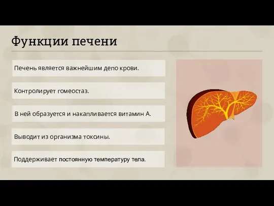 Функции печени Печень является важнейшим депо крови. В ней образуется