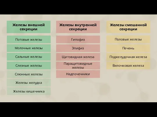 Железы внешней секреции Железы внутренней секреции Железы смешанной секреции Потовые