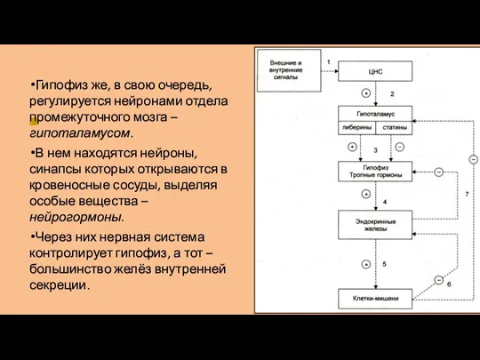 ■ Гипофиз же, в свою очередь, регулируется нейронами отдела промежуточного