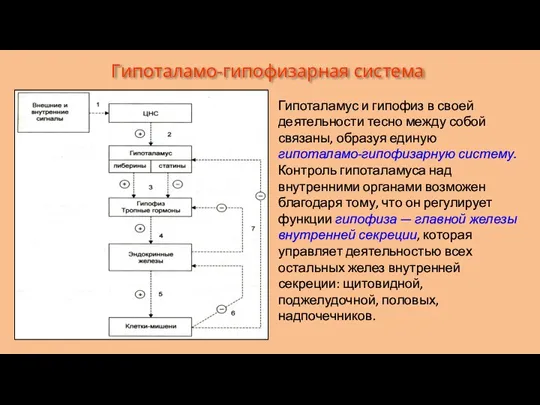 Гипоталамус и гипофиз в своей деятельности тесно между собой связаны,