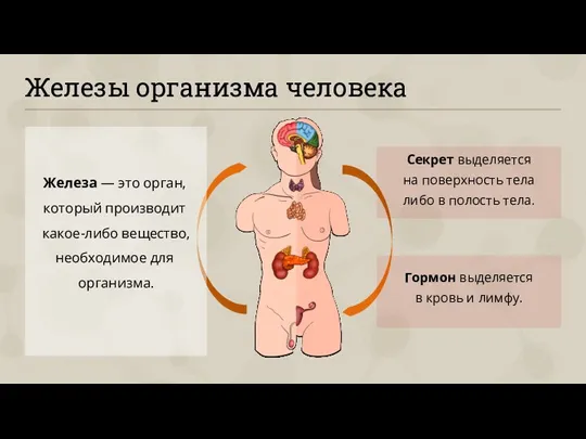 Железы организма человека Железа — это орган, который производит какое-либо