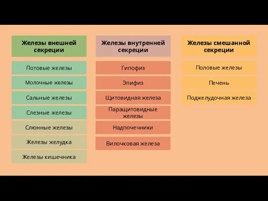 Железы внешней секреции Железы внутренней секреции Железы смешанной секреции Потовые