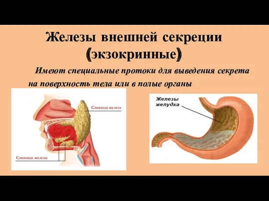 Железы внешней секреции (экзокринные) Имеют специальные протоки для выведения секрета