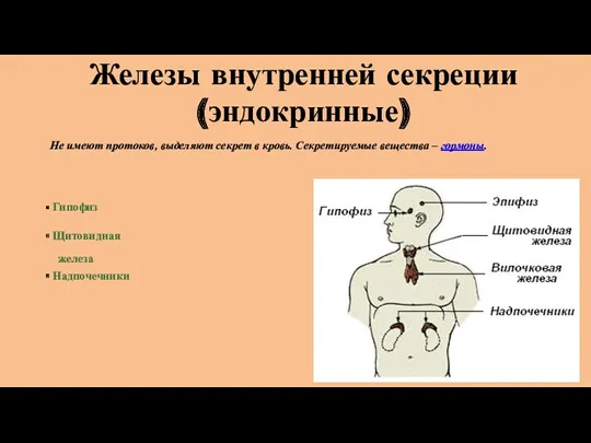 Железы внутренней секреции (эндокринные) Не имеют протоков, выделяют секрет в