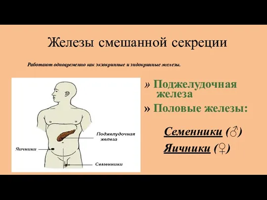 Железы смешанной секреции Работают одновременно как экзокринные и эндокринные железы.