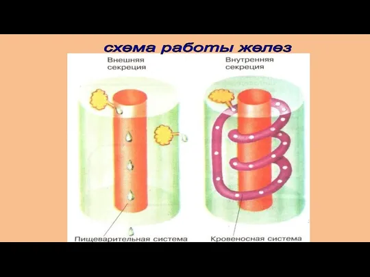 схема работы желез