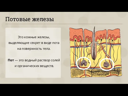 Потовые железы Это кожные железы, выделяющие секрет в виде пота