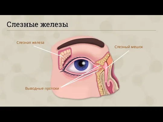 Слезные железы Слезная железа Слезный мешок Выводные протоки