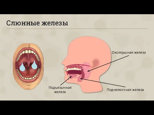 Слюнные железы Околоушная железа Подчелюстная железа Подъязычная железа