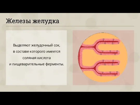 Железы желудка Выделяют желудочный сок, в составе которого имеется соляная кислота и пищеварительные ферменты.