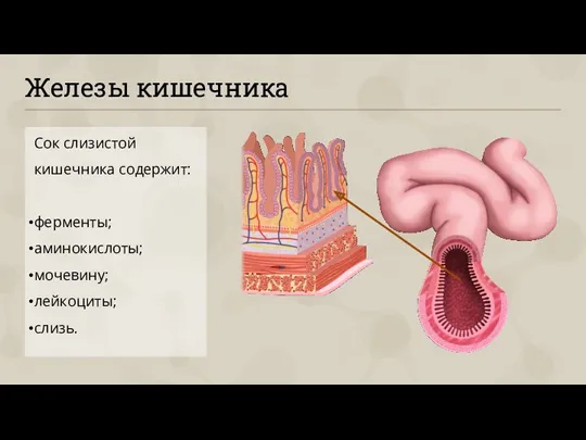 Железы кишечника Сок слизистой кишечника содержит: ферменты; аминокислоты; мочевину; лейкоциты; слизь.