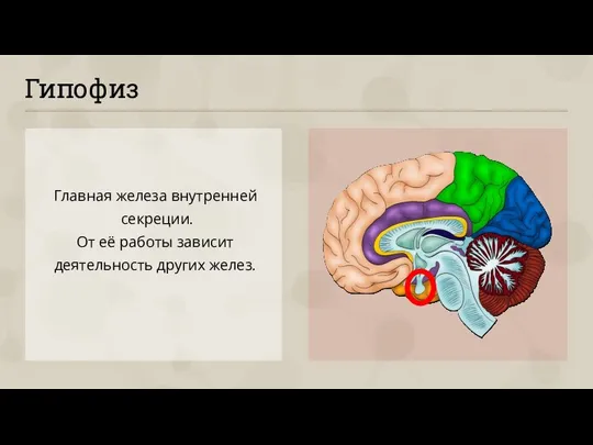 Гипофиз Главная железа внутренней секреции. От её работы зависит деятельность других желез.