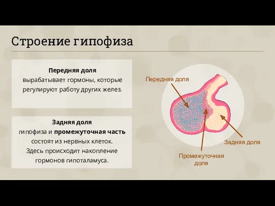 Строение гипофиза Передняя доля вырабатывает гормоны, которые регулируют работу других