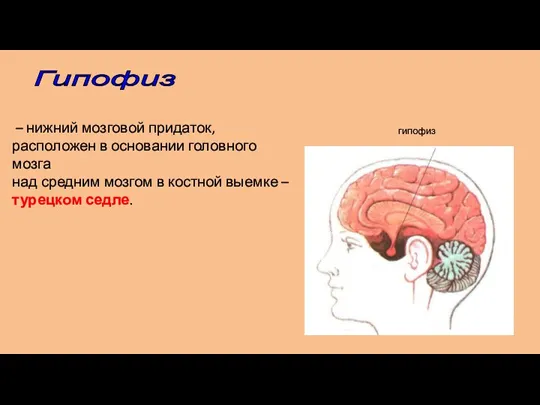 – нижний мозговой придаток, расположен в основании головного мозга над