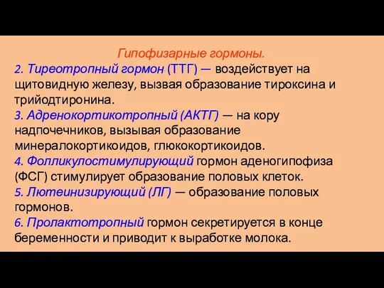 Гипофизарные гормоны. 2. Тиреотропный гормон (ТТГ) — воздействует на щитовидную