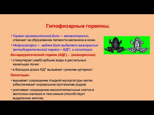 Гипофизарные гормоны. Гормон промежуточной доли — меланотропин, отвечает за образование