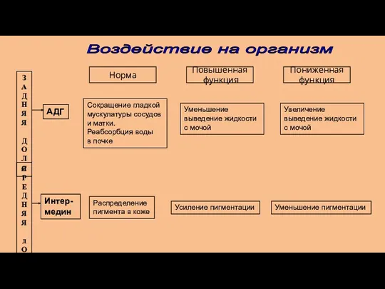 Норма Повышенная функция Пониженная функция ЗАДНЯЯ ДОЛ Я С Р