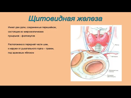 Имеет две доли, соединенные перешейком, состоящие из микроскопических пузырьков -